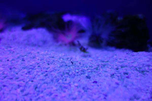 Deniz yaşamı, ya da deniz yaşam veya okyanus yaşam, bitkiler, hayvanlar ve deniz ya da okyanus tuzlu suda yaşayan diğer organizmaların olduğunu.