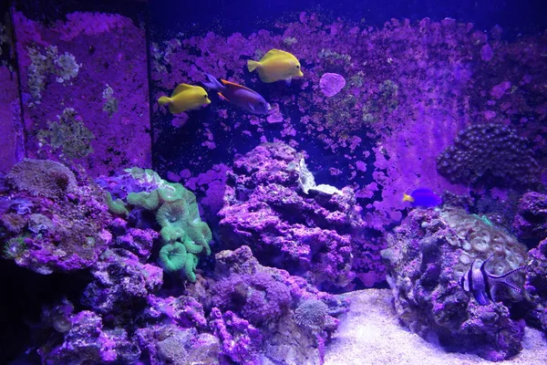 Deniz yaşamı, ya da deniz yaşam veya okyanus yaşam, bitkiler, hayvanlar ve deniz ya da okyanus tuzlu suda yaşayan diğer organizmaların olduğunu.