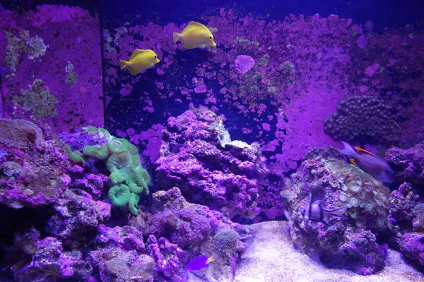 Deniz yaşamı, ya da deniz yaşam veya okyanus yaşam, bitkiler, hayvanlar ve deniz ya da okyanus tuzlu suda yaşayan diğer organizmaların olduğunu.