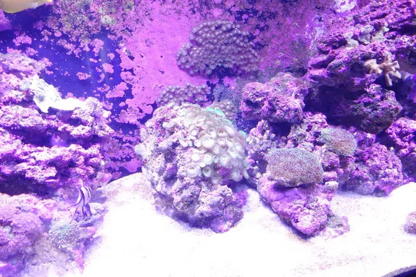 Deniz yaşamı, ya da deniz yaşam veya okyanus yaşam, bitkiler, hayvanlar ve deniz ya da okyanus tuzlu suda yaşayan diğer organizmaların olduğunu.