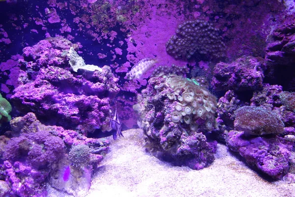 Deniz yaşamı, ya da deniz yaşam veya okyanus yaşam, bitkiler, hayvanlar ve deniz ya da okyanus tuzlu suda yaşayan diğer organizmaların olduğunu.