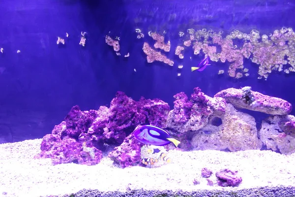 Deniz yaşamı, ya da deniz yaşam veya okyanus yaşam, bitkiler, hayvanlar ve deniz ya da okyanus tuzlu suda yaşayan diğer organizmaların olduğunu.