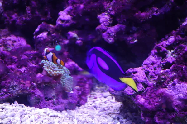 Deniz yaşamı, ya da deniz yaşam veya okyanus yaşam, bitkiler, hayvanlar ve deniz ya da okyanus tuzlu suda yaşayan diğer organizmaların olduğunu.