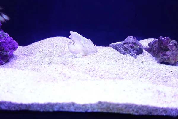 Deniz yaşamı, ya da deniz yaşam veya okyanus yaşam, bitkiler, hayvanlar ve deniz ya da okyanus tuzlu suda yaşayan diğer organizmaların olduğunu.