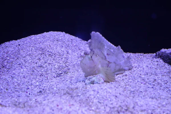 Deniz yaşamı, ya da deniz yaşam veya okyanus yaşam, bitkiler, hayvanlar ve deniz ya da okyanus tuzlu suda yaşayan diğer organizmaların olduğunu.