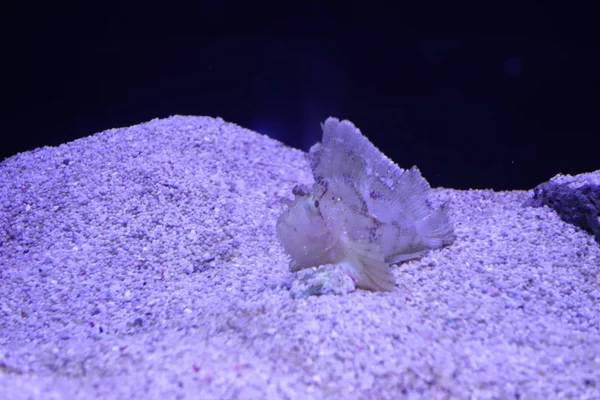 Deniz yaşamı, ya da deniz yaşam veya okyanus yaşam, bitkiler, hayvanlar ve deniz ya da okyanus tuzlu suda yaşayan diğer organizmaların olduğunu.