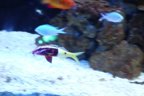 Deniz yaşamı, ya da deniz yaşam veya okyanus yaşam, bitkiler, hayvanlar ve deniz ya da okyanus tuzlu suda yaşayan diğer organizmaların olduğunu.