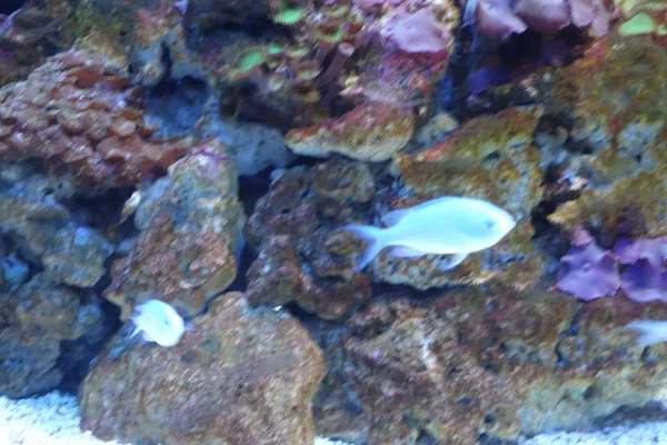 Deniz yaşamı, ya da deniz yaşam veya okyanus yaşam, bitkiler, hayvanlar ve deniz ya da okyanus tuzlu suda yaşayan diğer organizmaların olduğunu.