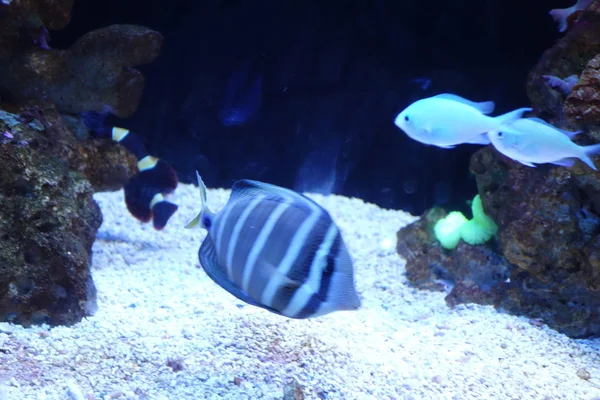 Deniz yaşamı, ya da deniz yaşam veya okyanus yaşam, bitkiler, hayvanlar ve deniz ya da okyanus tuzlu suda yaşayan diğer organizmaların olduğunu.