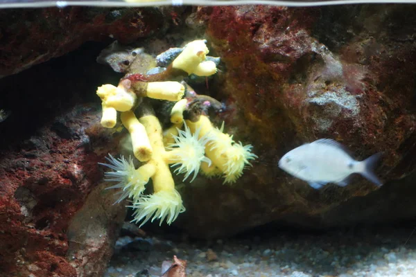 Deniz yaşamı, ya da deniz yaşam veya okyanus yaşam, bitkiler, hayvanlar ve deniz ya da okyanus tuzlu suda yaşayan diğer organizmaların olduğunu.