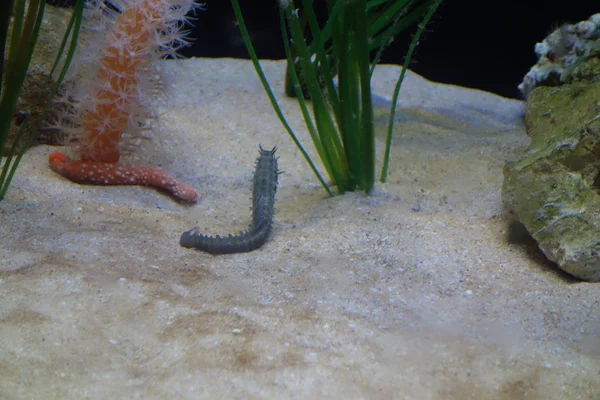 Deniz yaşamı, ya da deniz yaşam veya okyanus yaşam, bitkiler, hayvanlar ve deniz ya da okyanus tuzlu suda yaşayan diğer organizmaların olduğunu.