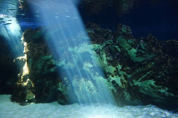 Deniz yaşamı, ya da deniz yaşam veya okyanus yaşam, bitkiler, hayvanlar ve deniz ya da okyanus tuzlu suda yaşayan diğer organizmaların olduğunu.