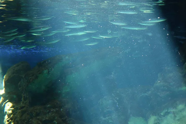 Deniz yaşamı, ya da deniz yaşam veya okyanus yaşam, bitkiler, hayvanlar ve deniz ya da okyanus tuzlu suda yaşayan diğer organizmaların olduğunu.