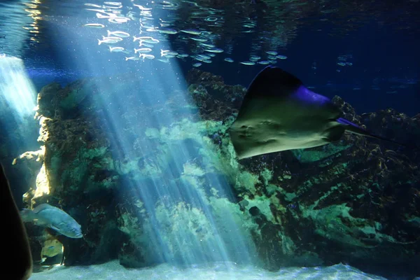 Deniz yaşamı, ya da deniz yaşam veya okyanus yaşam, bitkiler, hayvanlar ve deniz ya da okyanus tuzlu suda yaşayan diğer organizmaların olduğunu.