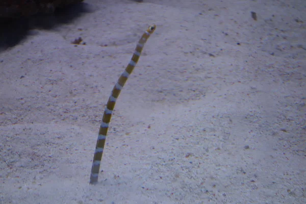 Deniz yaşamı, ya da deniz yaşam veya okyanus yaşam, bitkiler, hayvanlar ve deniz ya da okyanus tuzlu suda yaşayan diğer organizmaların olduğunu.