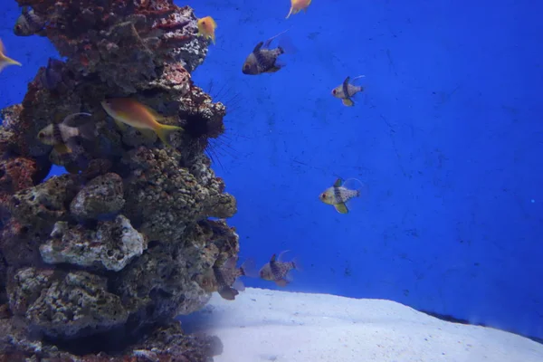 Deniz yaşamı, ya da deniz yaşam veya okyanus yaşam, bitkiler, hayvanlar ve deniz ya da okyanus tuzlu suda yaşayan diğer organizmaların olduğunu.