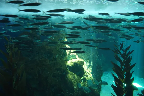 Deniz yaşamı, ya da deniz yaşam veya okyanus yaşam, bitkiler, hayvanlar ve deniz ya da okyanus tuzlu suda yaşayan diğer organizmaların olduğunu.