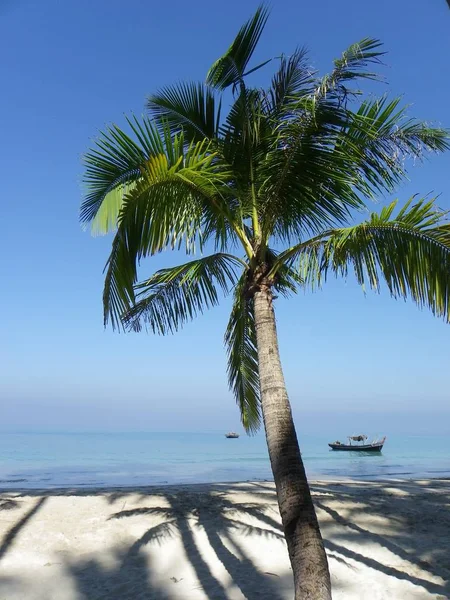 Kokosowe Drzewo Plaży Błękitne Niebo — Zdjęcie stockowe