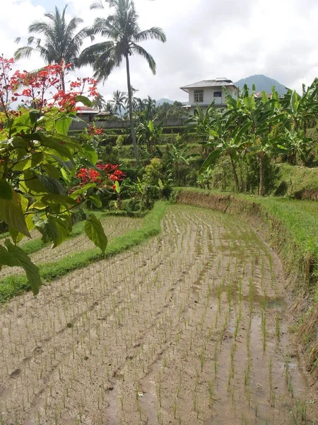 Ricefield em Bali com água e flores — Fotografia de Stock