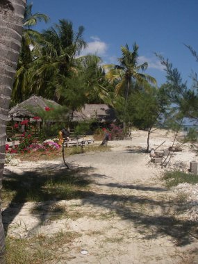 Palmiye ağaçları ve vejetasyon ve Cennet Adası Tayland