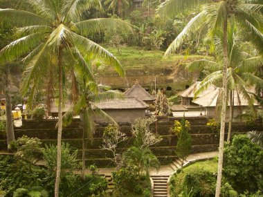 Gunung Kawi, Beautiful tapınakta doğa, palmiye ağaçları ve Bali ricefield