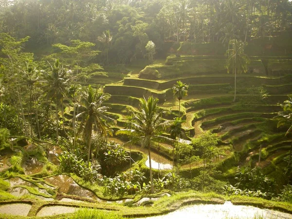 Tegalalang risterrasser med vatten och palmer i Bali — Stockfoto