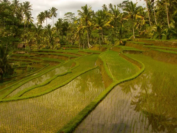 Terraços de arroz tegalalang com água e palmeiras em Bali — Fotografia de Stock