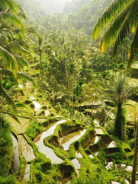 Terraços de arroz tegalalang com água e palmeiras em Bali — Fotografia de Stock