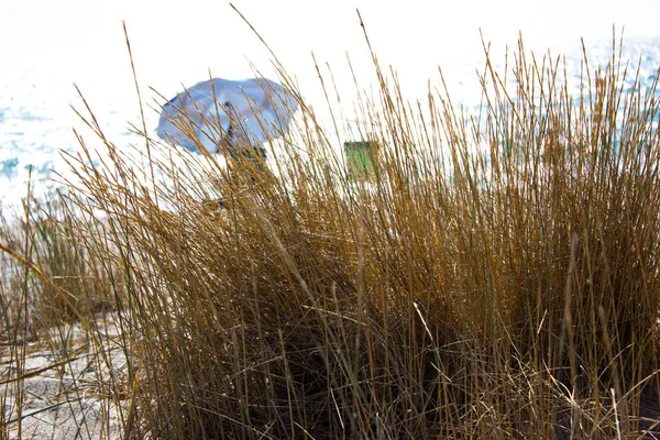 turistler plaj şemsiyesi altında. İnsanlar güneş bir şemsiye altında gizlemek. turistler denizin kenarında sahilde oturuyorlar
