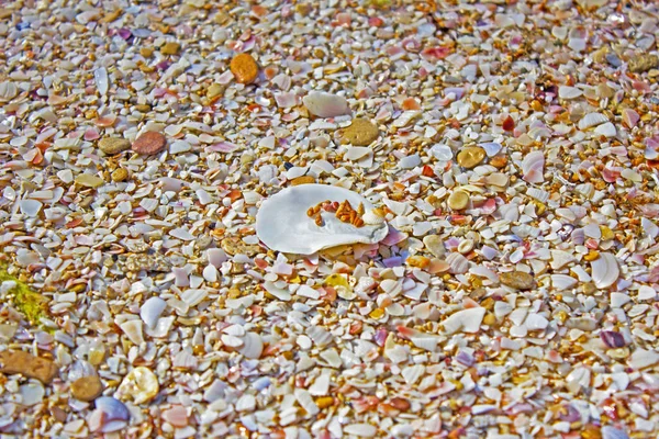 Cáscara Marina Concha Blanca Orilla Seashell Playa —  Fotos de Stock