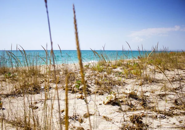 Wild Beach Grass Sea Green Vegetation Water Edge Beach Wild — Stock Photo, Image