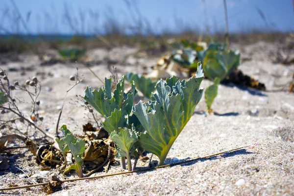 Denizin kenarında çim ile vahşi plaj. Sahilde su kenarında, yeşil bitki örtüsü. Vahşi beach.