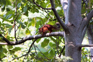 Ağaçta sincap. Sincap ağacı içinde çalışır. Sincap ormanın derinliklerinde bir somun yiyor. Kızıl sincap ormanın içinde 