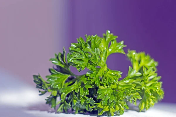Yeşil maydanoz. Karanlık bir arka plan üzerinde izole maydanoz.