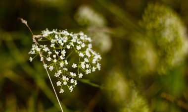 alan beyaz bitki. İlkbaharda taze soğan. Açıklıkta hassas beyaz çiçekler. 