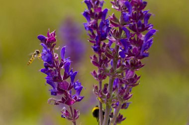 Yaban-arısı bir çiçek. Arı yakınındaki mor bir çiçek. Bir yaban arısı çimlere bir çiçektir 