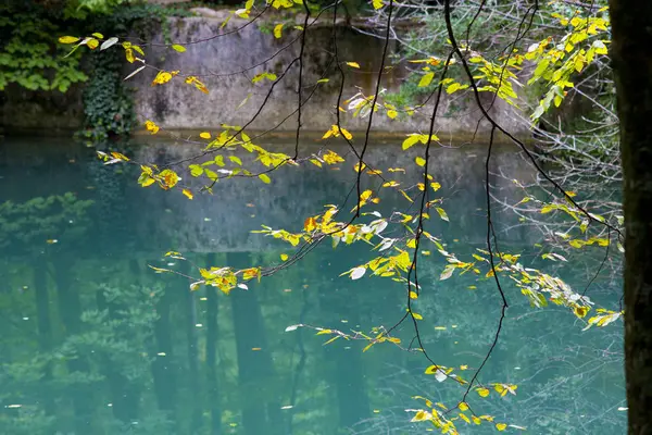 Yeşil Göl ormanın içinde. Temiz su ile orman Gölü. Bir göl ile orman manzara.  