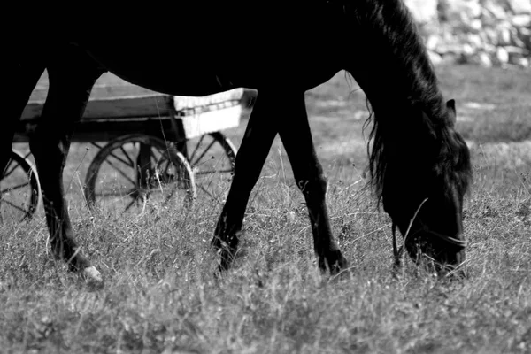 Yeşil bitki örtüsü bir arka plan üzerinde bir at. At alanında. At çim yeme. Sürücü bir at üzerinde. 