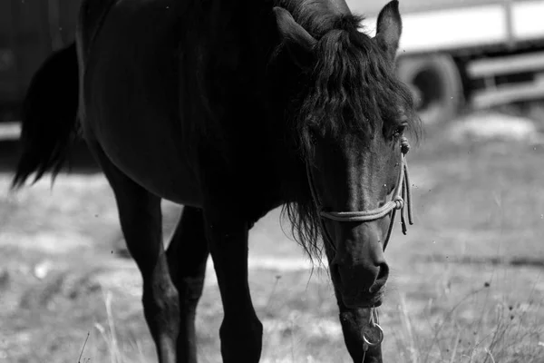 Een Paard Een Achtergrond Van Groene Vegetatie Paard Het Veld — Stockfoto