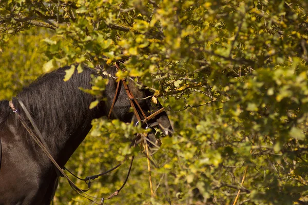 Yeşil bitki örtüsü bir arka plan üzerinde bir at. At alanında. At çim yeme. Sürücü bir at üzerinde. 