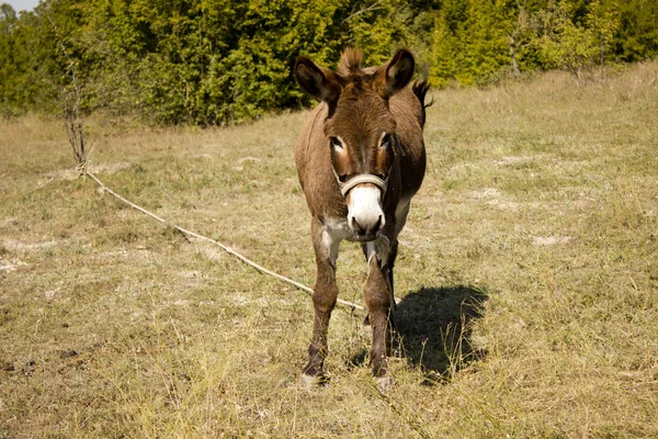 Eşek alan yalnız. Eşek aç alanında. Eşek çim olduğunu 