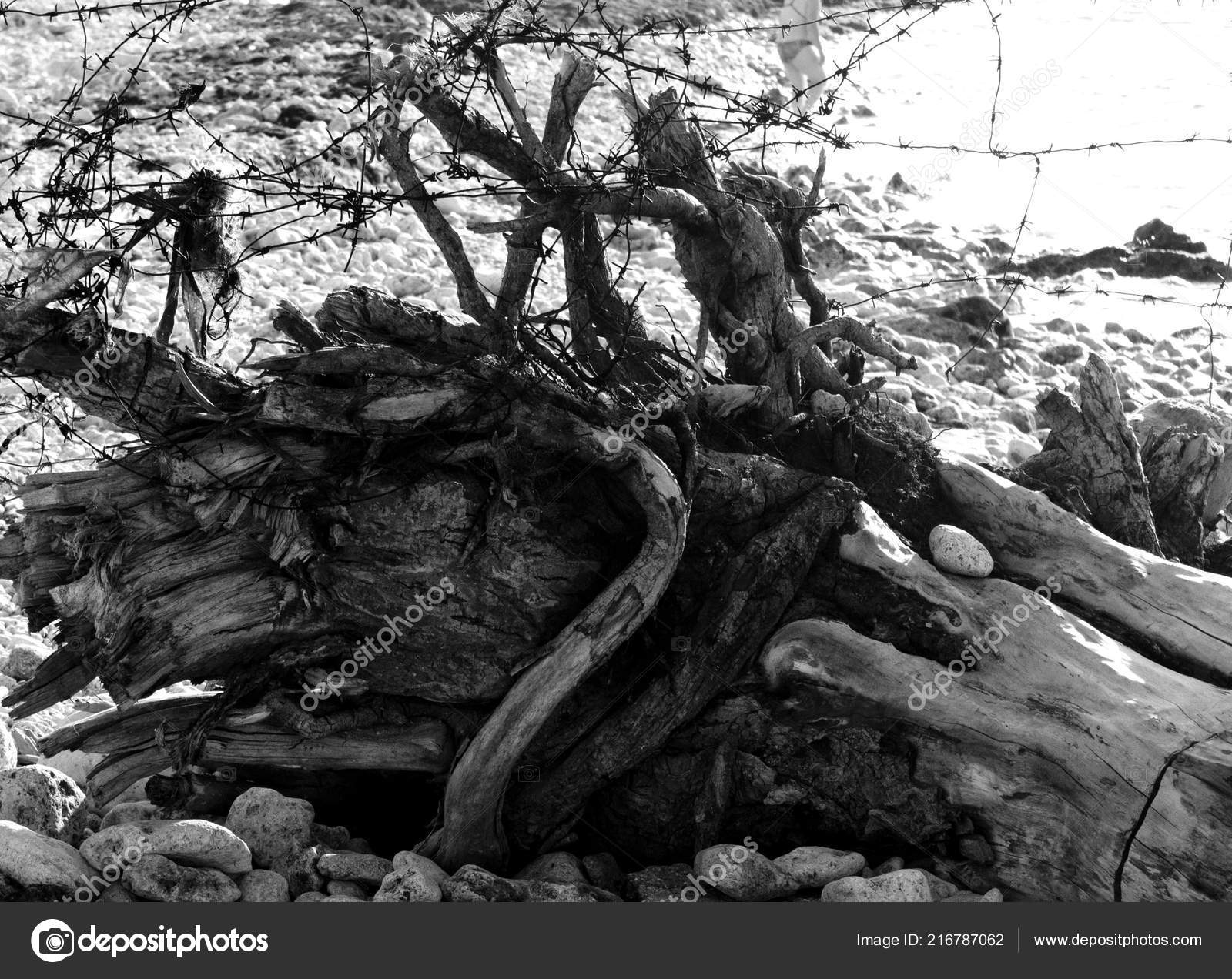Wood Texture Dead Tree Beach Barbed Wire Decoration Beach Wood