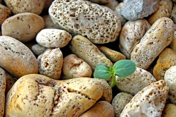 bitkiler doğada. Yeşil bitki örtüsü. Alacalı parlak doğa ve bitkiler. 