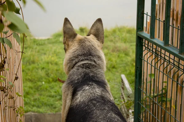 Ein Haushund Eines Schäferhundes Spielt Der Hirte Mit Einem Stock — Stockfoto