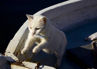 Beyaz yavru kedi bir balık çaldı. Balık dişleri ile kedi. Bir kedi bir yatta bir balıkçı deniz balık çaldı. 