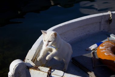 Beyaz yavru kedi bir balık çaldı. Balık dişleri ile kedi. Bir kedi bir yatta bir balıkçı deniz balık çaldı. 