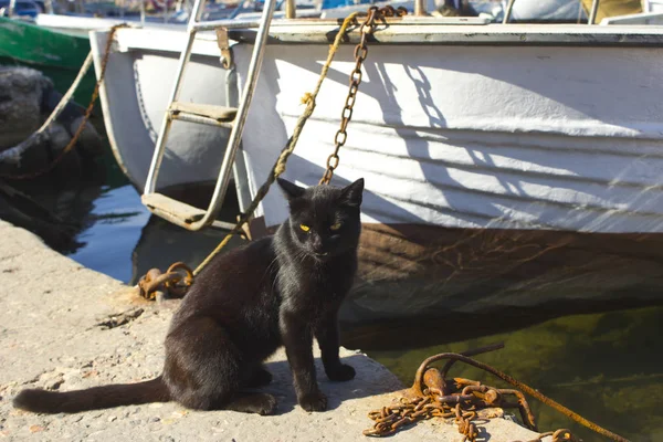 Sokak kedi bir kumsalda bulunan liman kenti. Kedi yat oturur ve denize benziyor. Bir av ile bir balıkçı kedi bekliyor. 