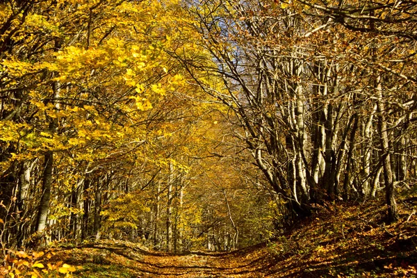 Sonbahar orman. Kırmızı-sarı ve turuncu renklerde sonbaharda güzel pitoresk orman. Sonbahar pitoresk orman manzara. Ağaçlar sarı yapraklarda. 