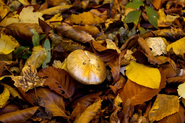 Mushrooms in the autumn forest. Forest mushrooms in a warm autumn. Mushrooms hid in the leaves in the forest.