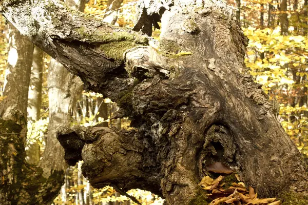 Sonbahar orman. Kırmızı-sarı ve turuncu renklerde sonbaharda güzel pitoresk orman. Sonbahar pitoresk orman manzara. Ağaçlar sarı yapraklarda. 